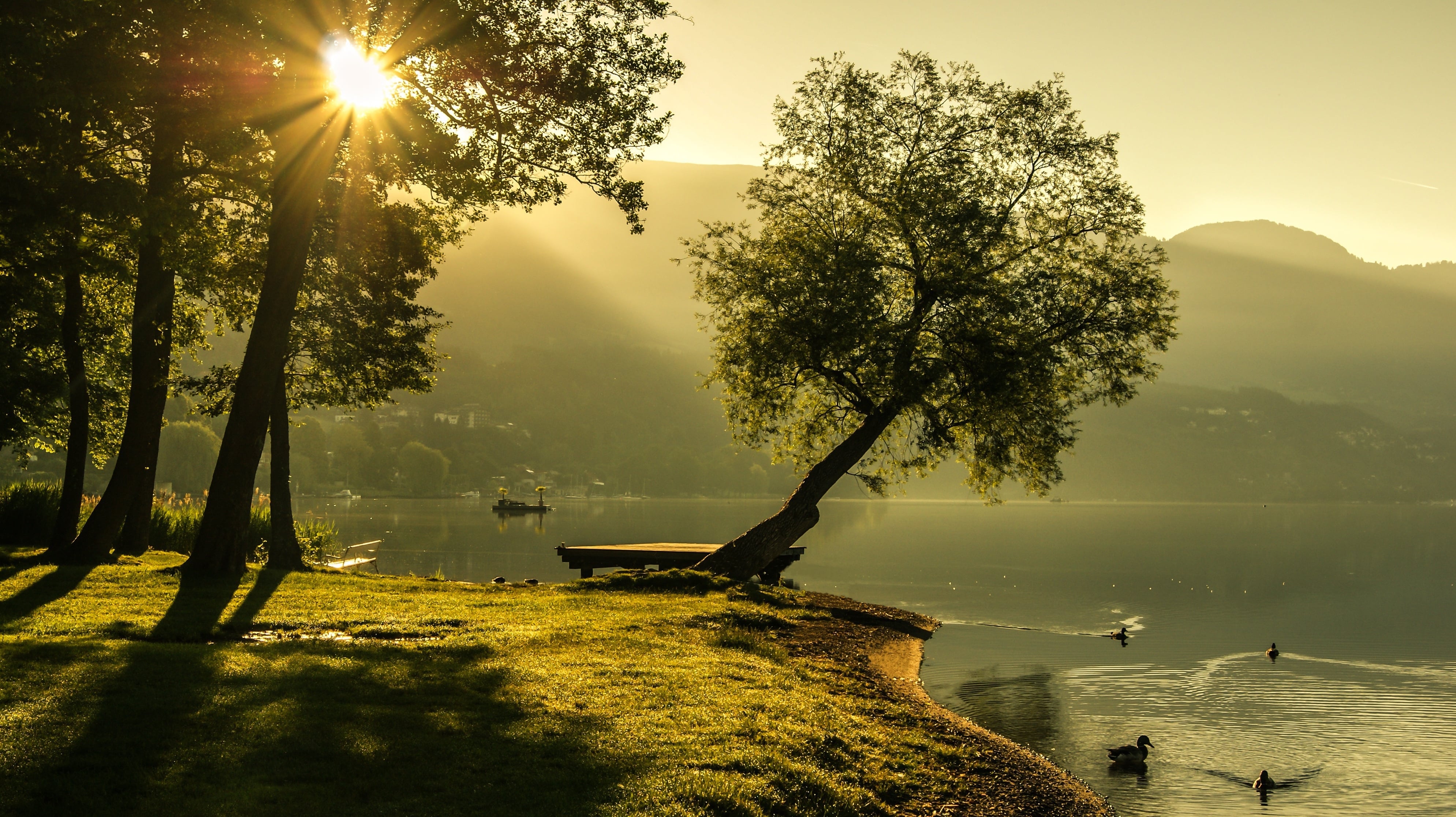 paysage de nature avec lac et canards