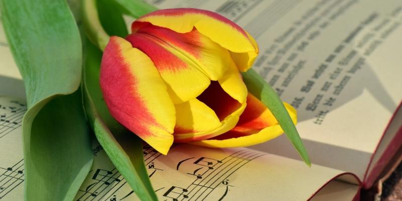 tulipe et partition musique