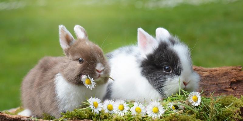 deux lapins nains avec pâquerettes dans la bouche