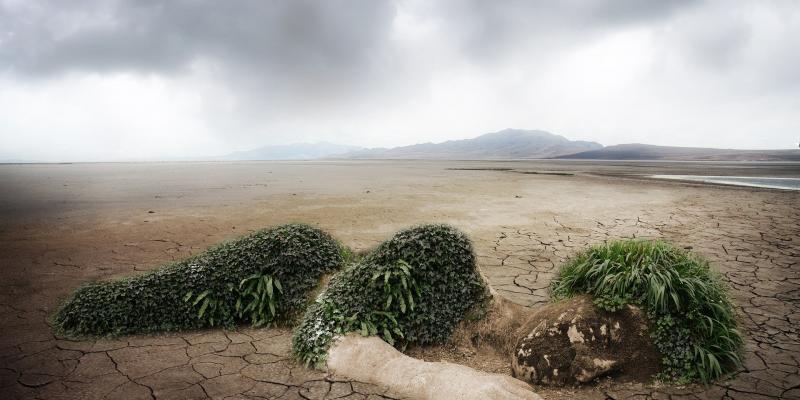végétation formant un corps humain allongé dans le désert 