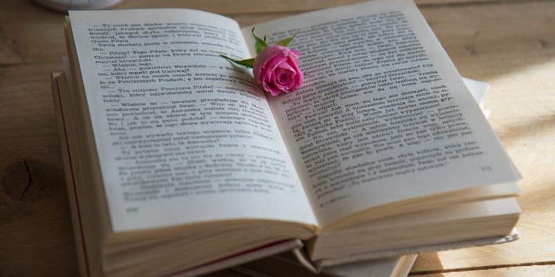 bouton de rose déposé sur un livre ouvert