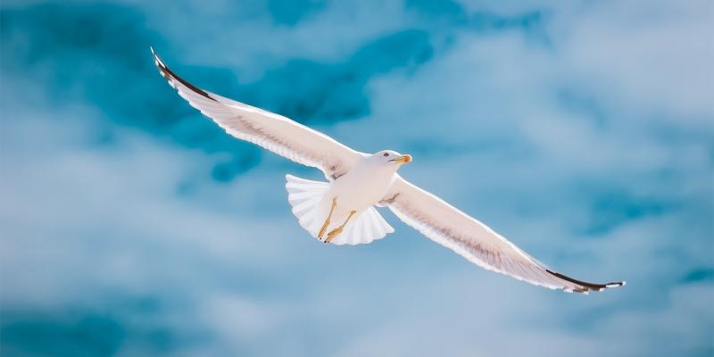 oiseau blanc sur fonds bleu
